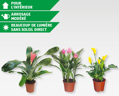 Plantes exotiques à fleurs GARDENLINE(R)