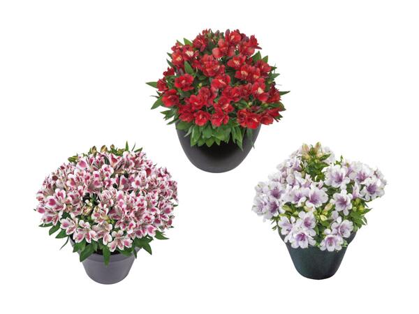 Alstroemeria