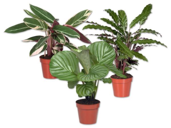 Calathea