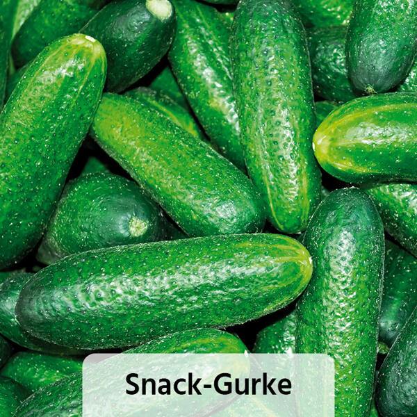Snack-Gemüse / Zucchini- Besonderheiten