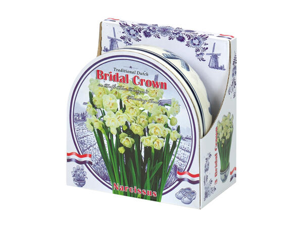 Flowering Bulbs