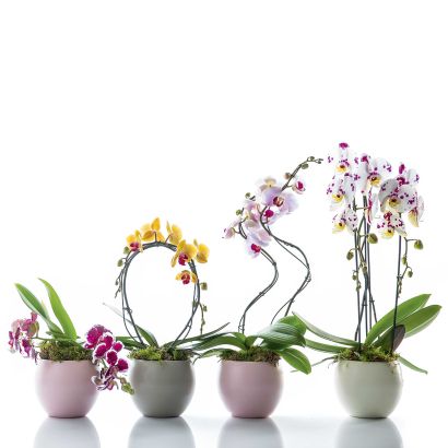 Orchidee