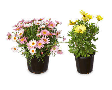 Daisy 140mm
