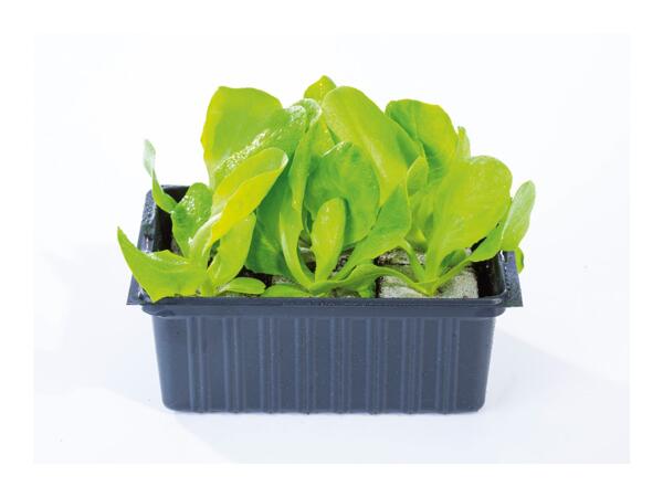British Young Vegetable Plants
