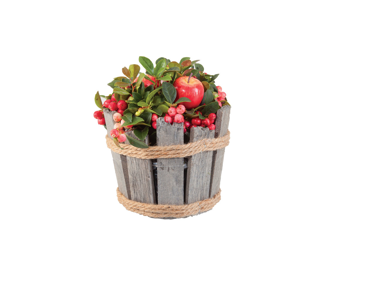 Gaulthérie dans un pot en bois