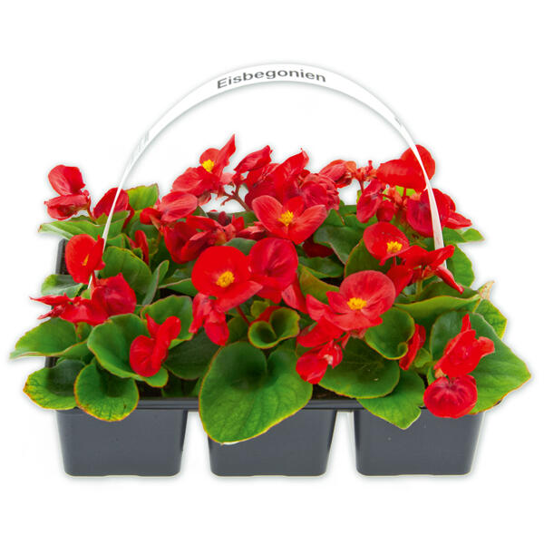 Eisbegonien "Semperflorens"
