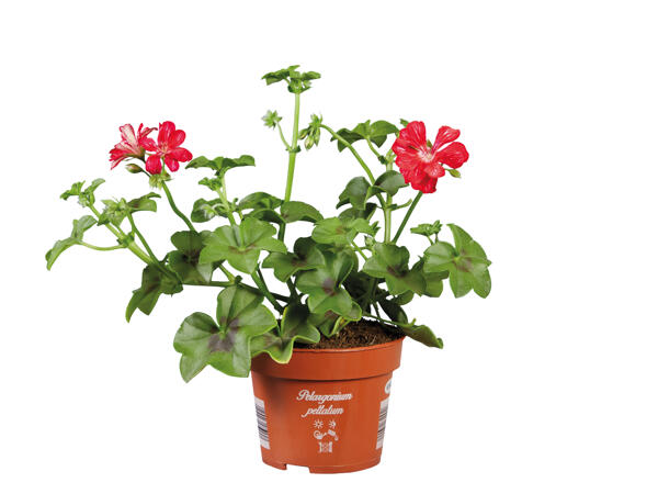 Trailing or Standing Geranium