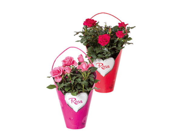 Valentine Rose Gift Bag