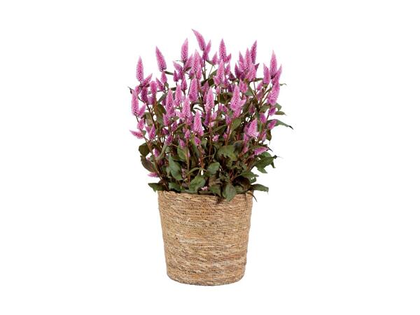 Celosia i kurv
