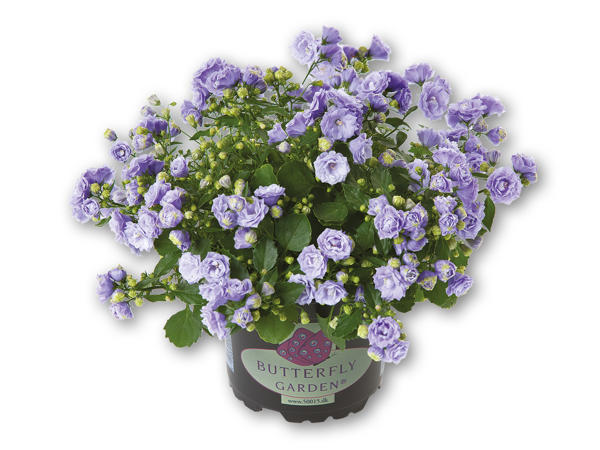 Campanula