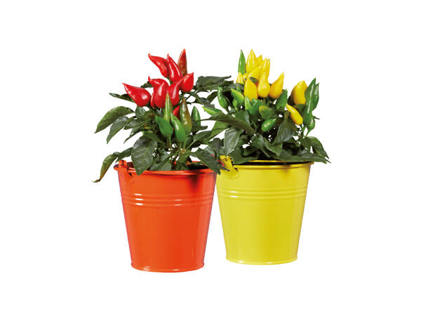 Chiliplanta i zinkkruka