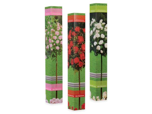 Roses