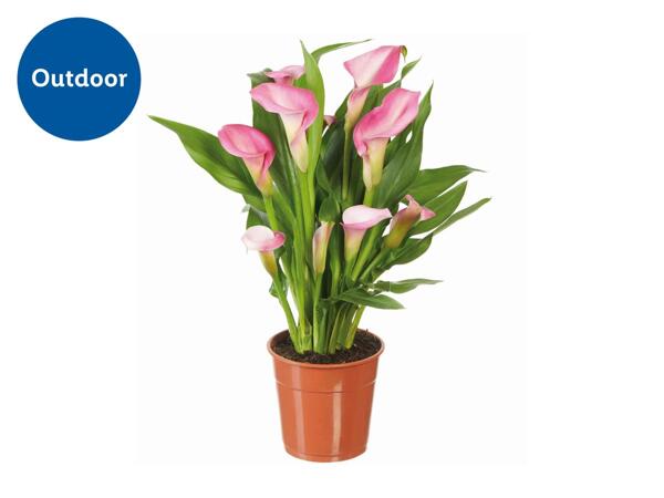 Assorted Calla Lillies