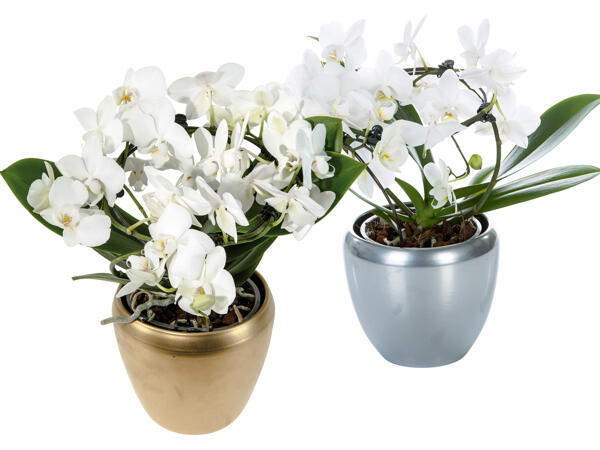 Orchideenbogen in Keramik, 2-Trieber