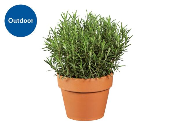 Italian Herbs in Terracotta Pot