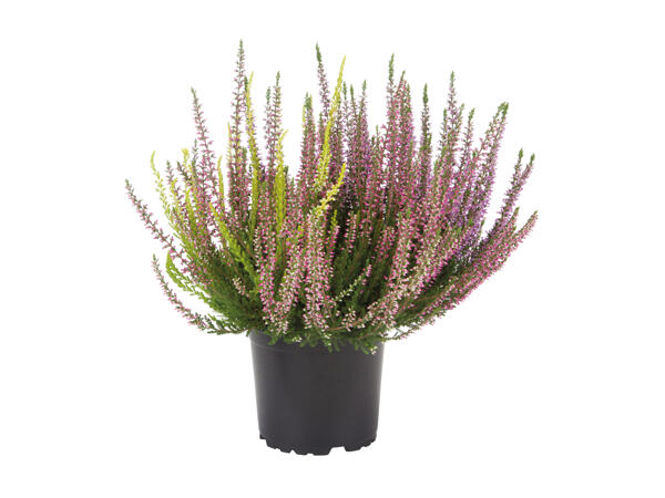 Tricolour Heather