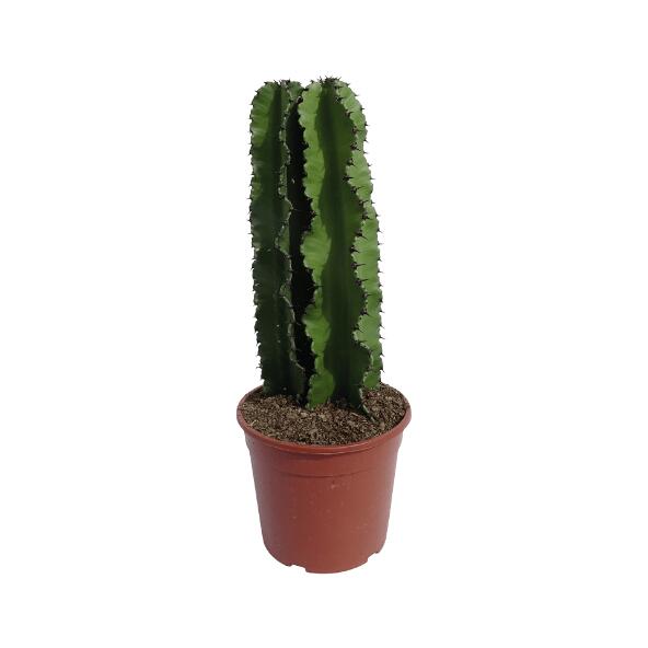 GARDENLINE(R) 				Cactus euphorbe