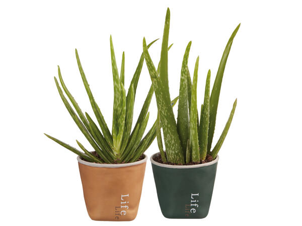 Aloe Vera