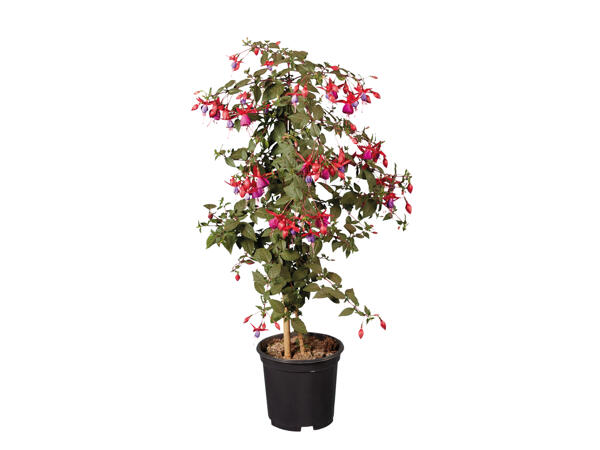 Standard Fuchsia