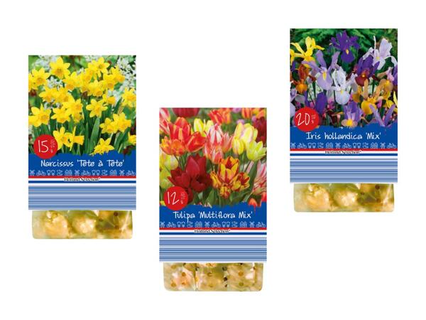 Bulbes de fleurs "Printemps"