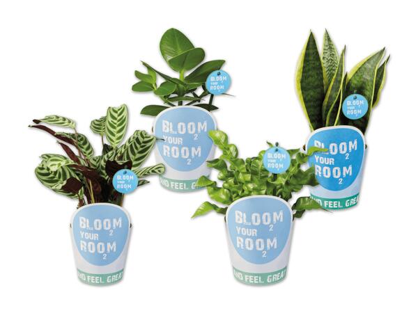 Grünpflanze „Bloom your room"