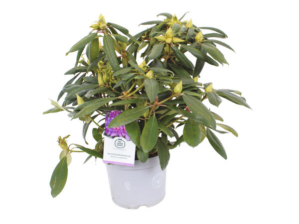 Giant Rhododendron