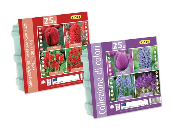 Frühjahrsblumenzwiebeln Kollektion