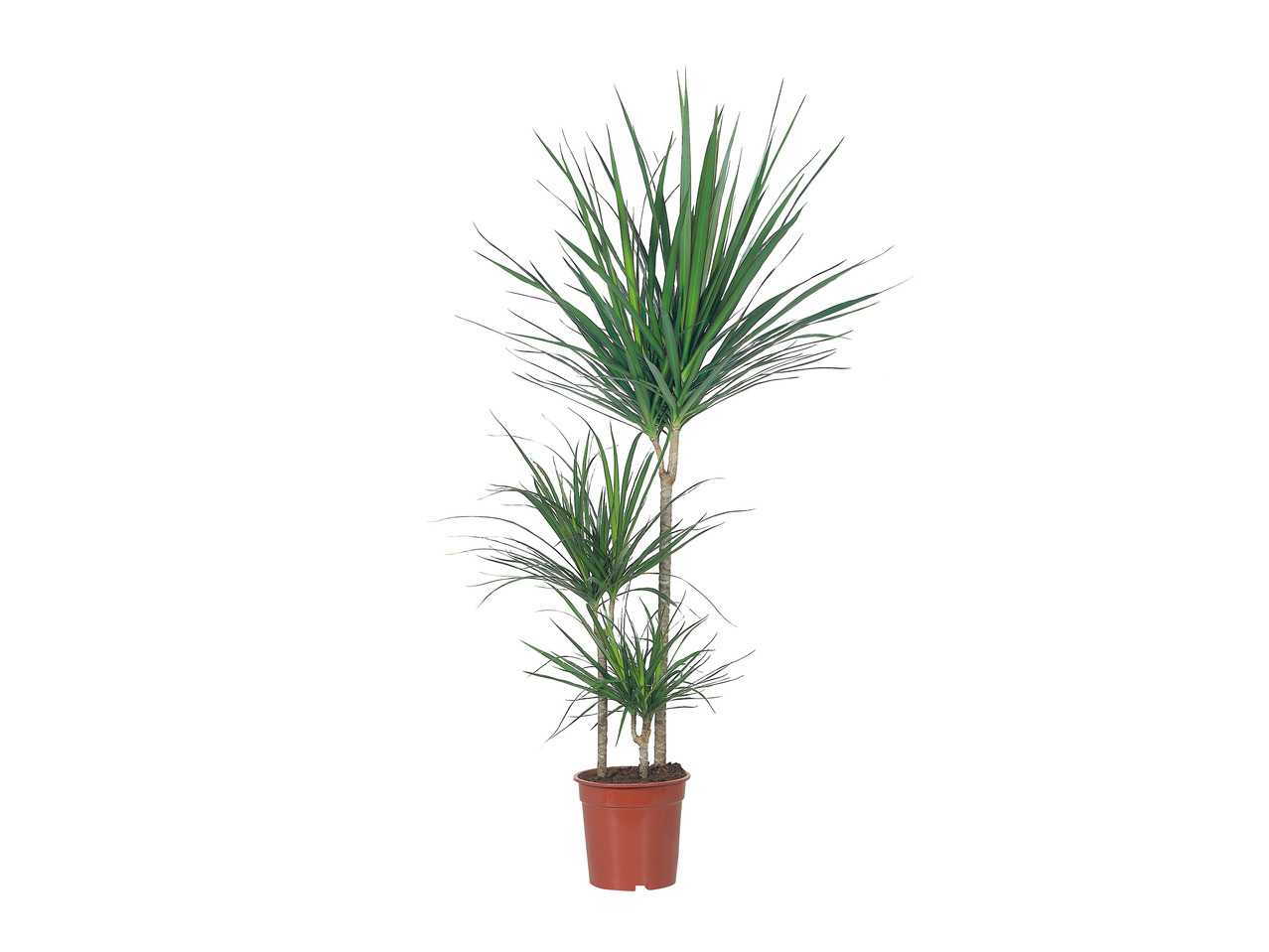 Large Green Houseplant1