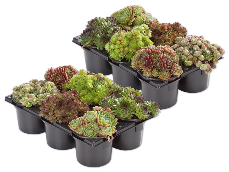 Sempervivum 6er Tray
