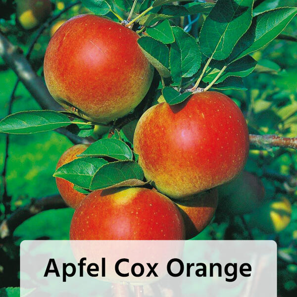 Obstbaum im Jutesack