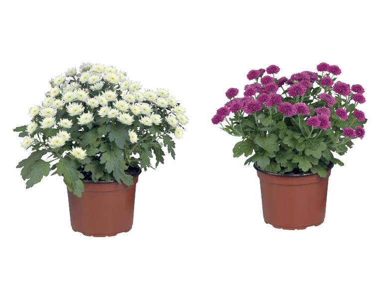 Chrysanthemums