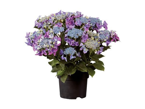 Havehortensia