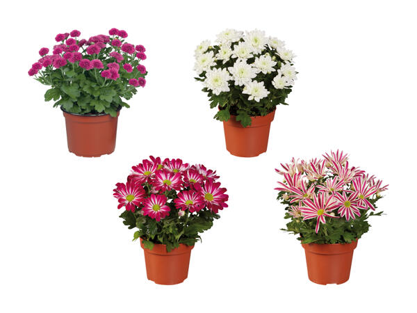 Chrysanthème Multiflora