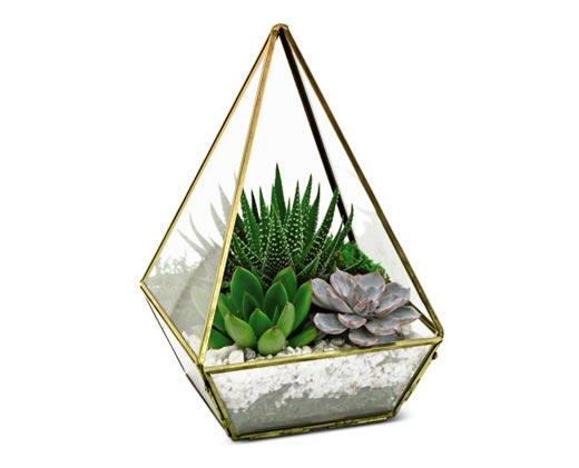 Geometric Terrarium Assorted Varieties