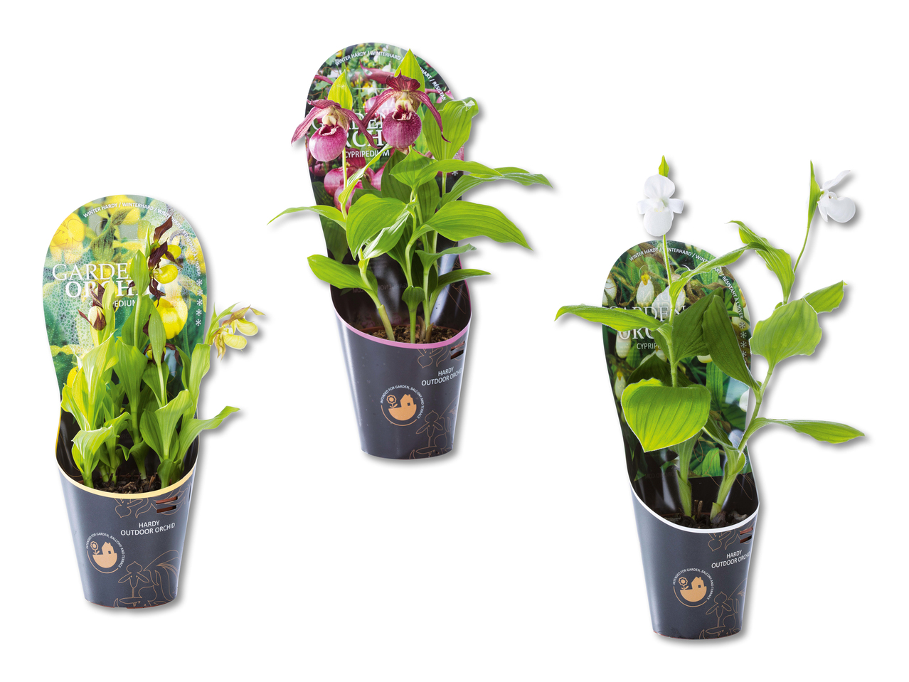Orchidée de jardin