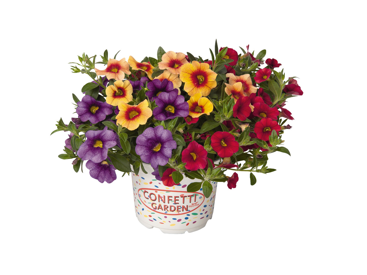 Calibrachoa