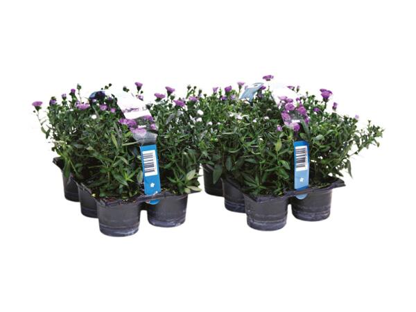 Asters i 6‘er bakke