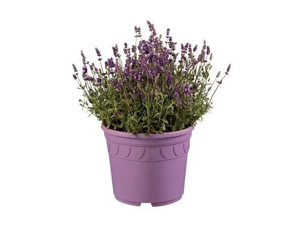 Stor lavendel