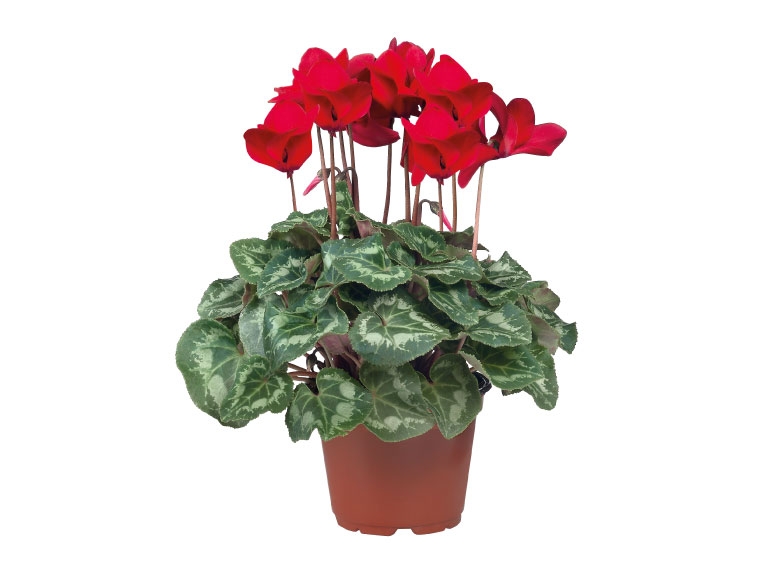 British Cyclamen