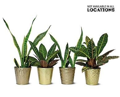 5" Croton or Sansevieria