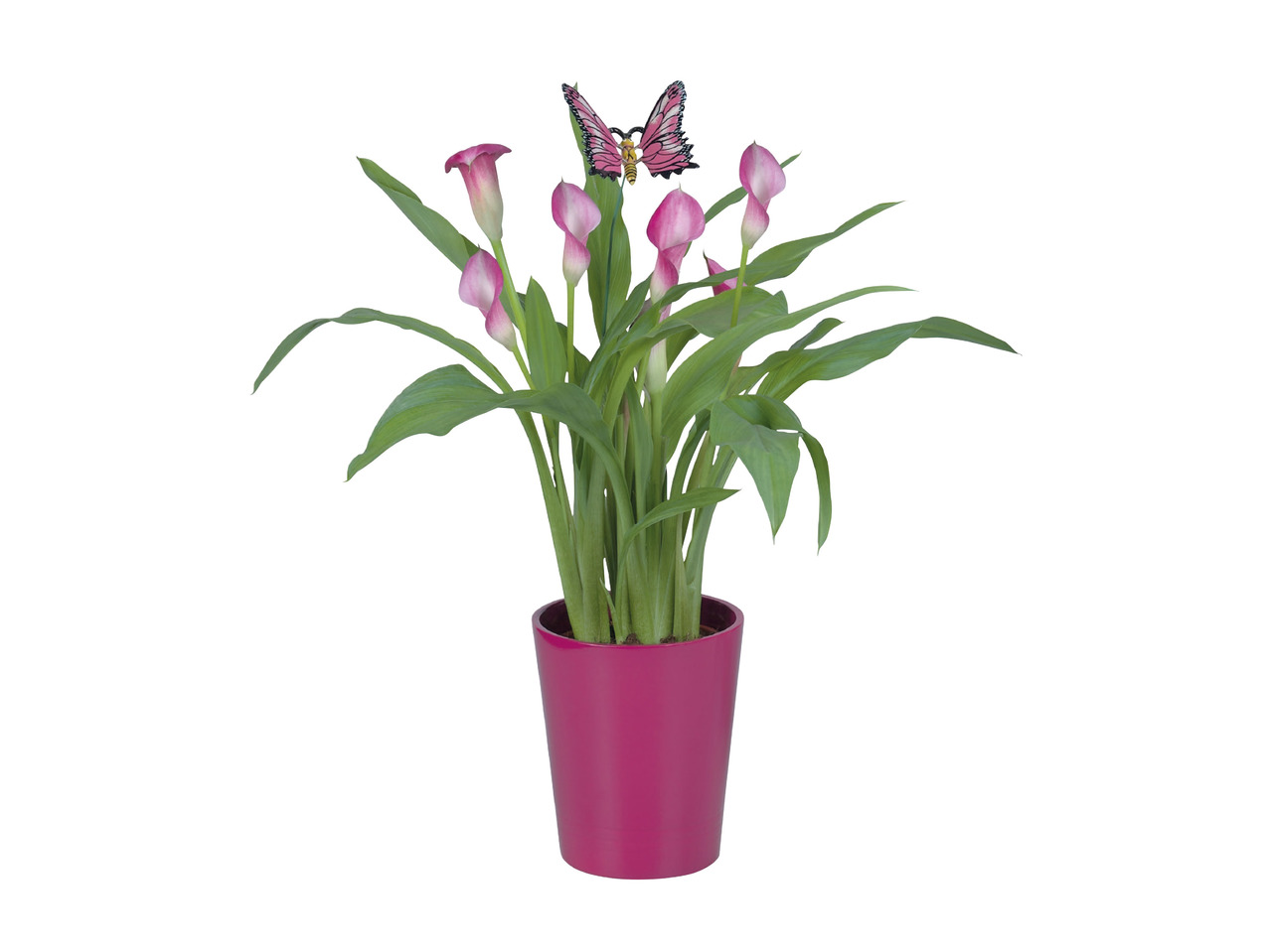 Calla in Ceramic Pot 1
