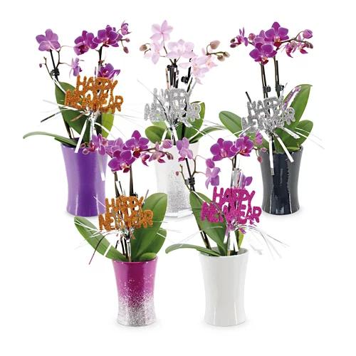 Mini orchidea XMAS/Capodanno
