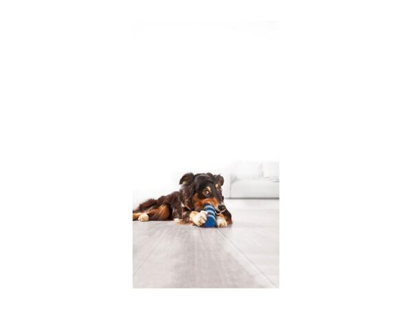 Zoofari Pet Accessories