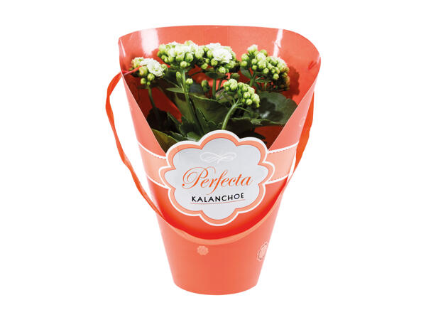 Kalanchoe
