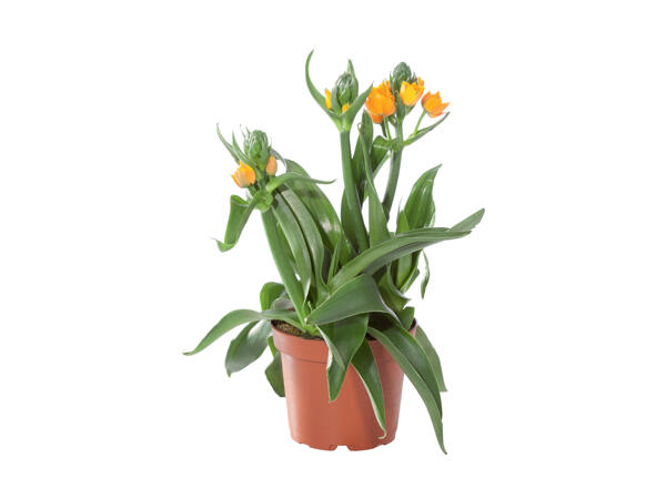 Ornithogalum