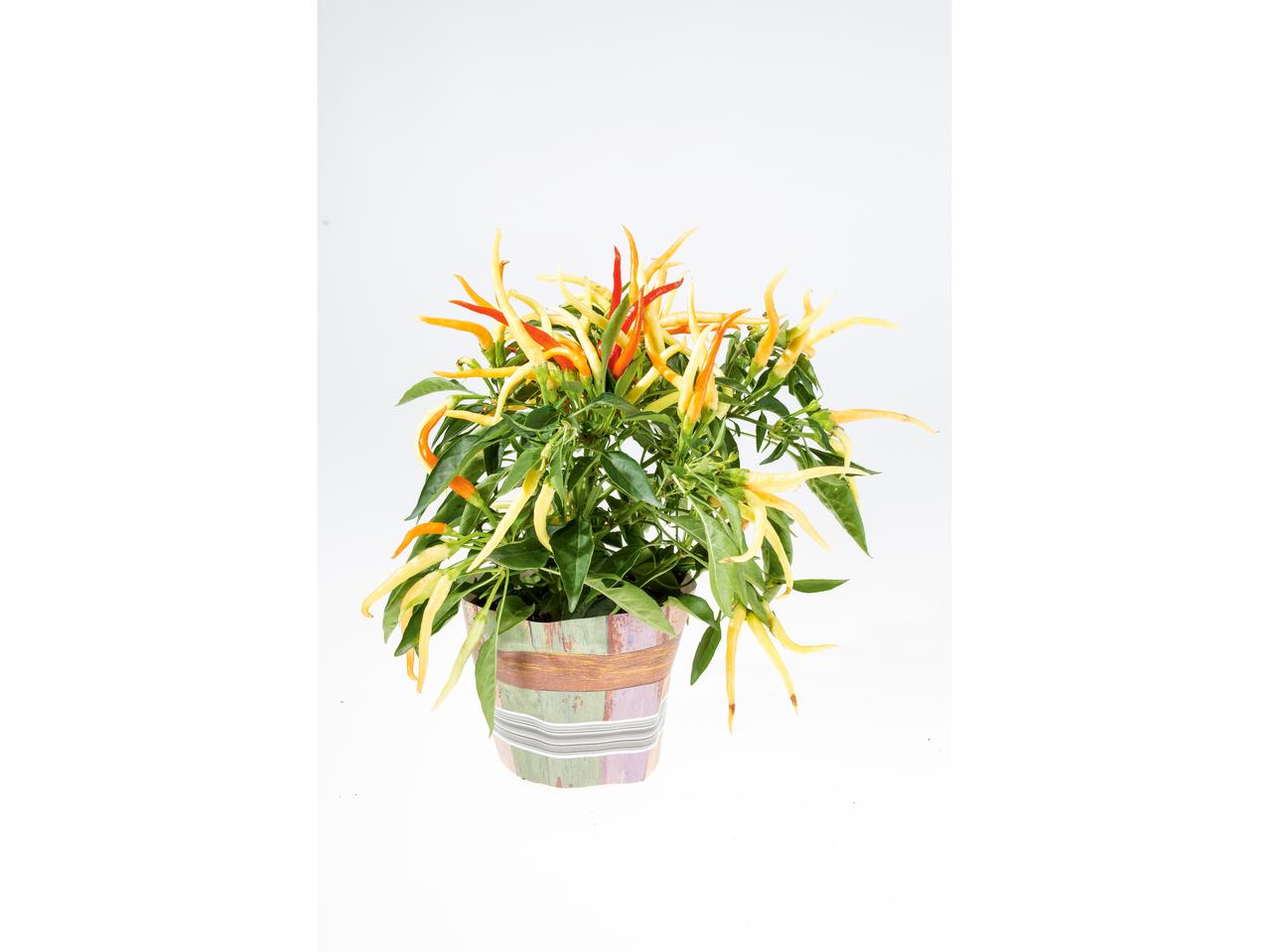 Plantes d'automne dans un pot