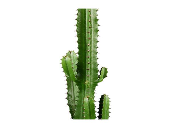 Cactus "Desert Stars"