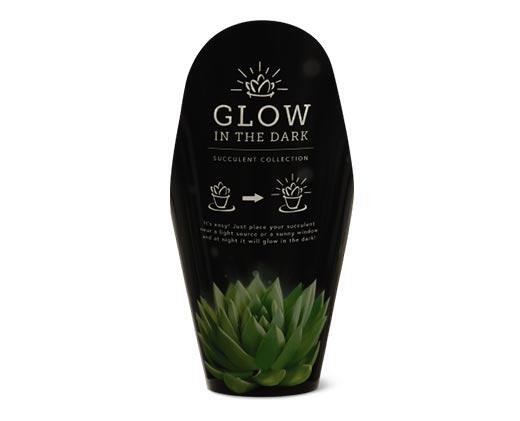 Glowing Succulent
