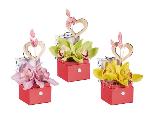 Cymbidium in Geschenkbox