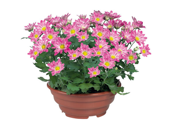 Chrysanthemums